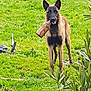 animal, belgian_malinois, bottle, brown, canine, daylight, dog, ears, field, fur, garden, grass, greenery, leaf, mouth, nature, outdoor, pet, plant, standing