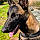 Vixie