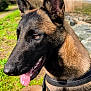 Vixie a rejoint le concours — aidez-le/la à gagner de superbes lots ! animal, canine, closeup, daytime, dog, ears, fur, german_shepherd, grass, happy, harness, leash, mouth, nature, outdoor, path, pet, rocks, sunlight, tongue