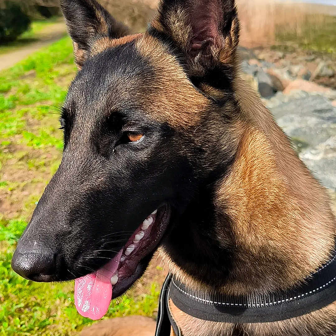 Vixie a rejoint le concours — aidez-le/la à gagner de superbes lots ! animal, canine, closeup, daytime, dog, ears, fur, german_shepherd, grass, happy, harness, leash, mouth, nature, outdoor, path, pet, rocks, sunlight, tongue