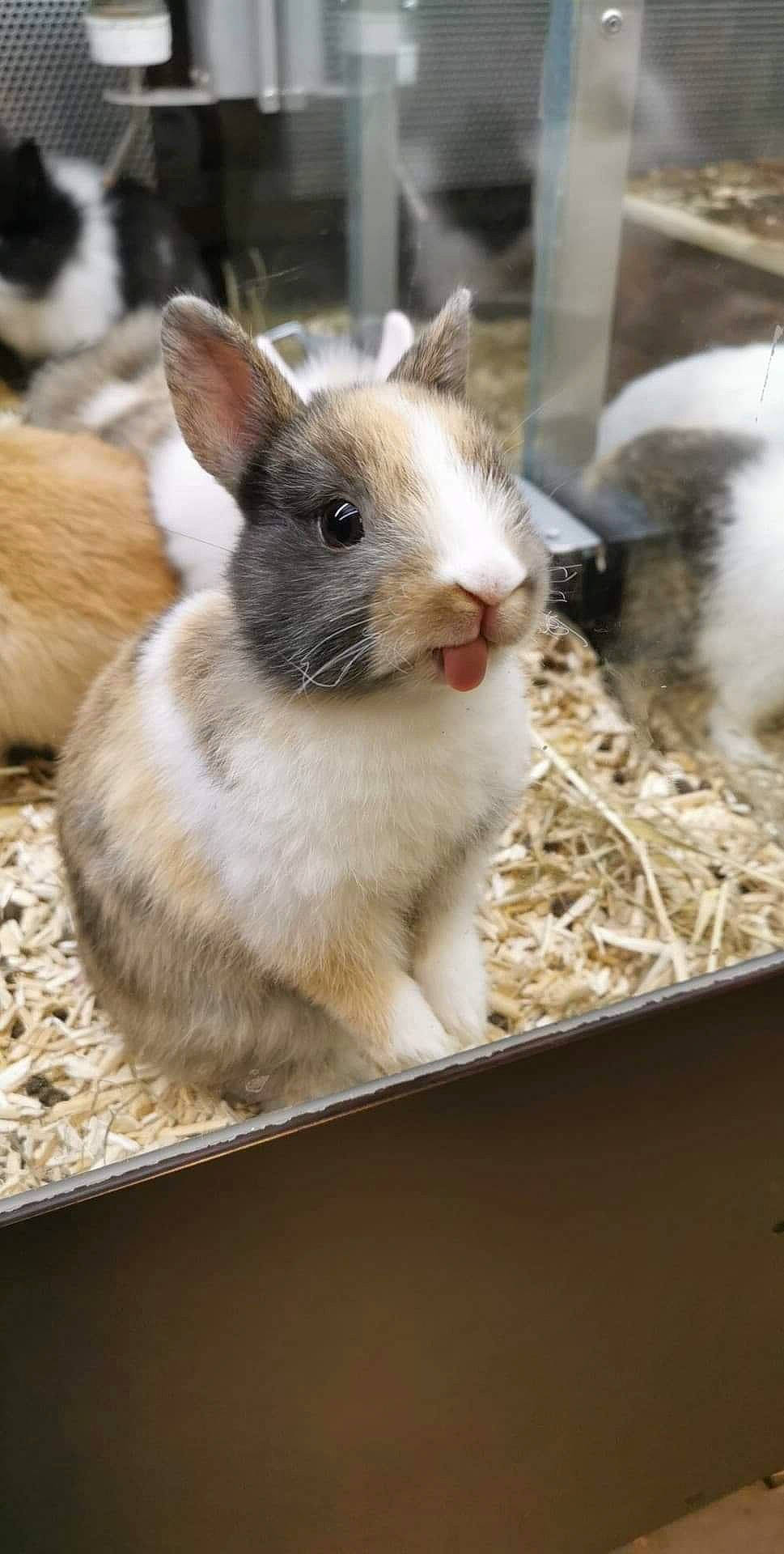 Cooky participe au concours pour gagner de l'argent avec cette photo : animal_shelter, domestic_rabbit, ear, fawn, hare, mammal, rabbit, rabbits_and_hares, snout, vertebrate, whiskers