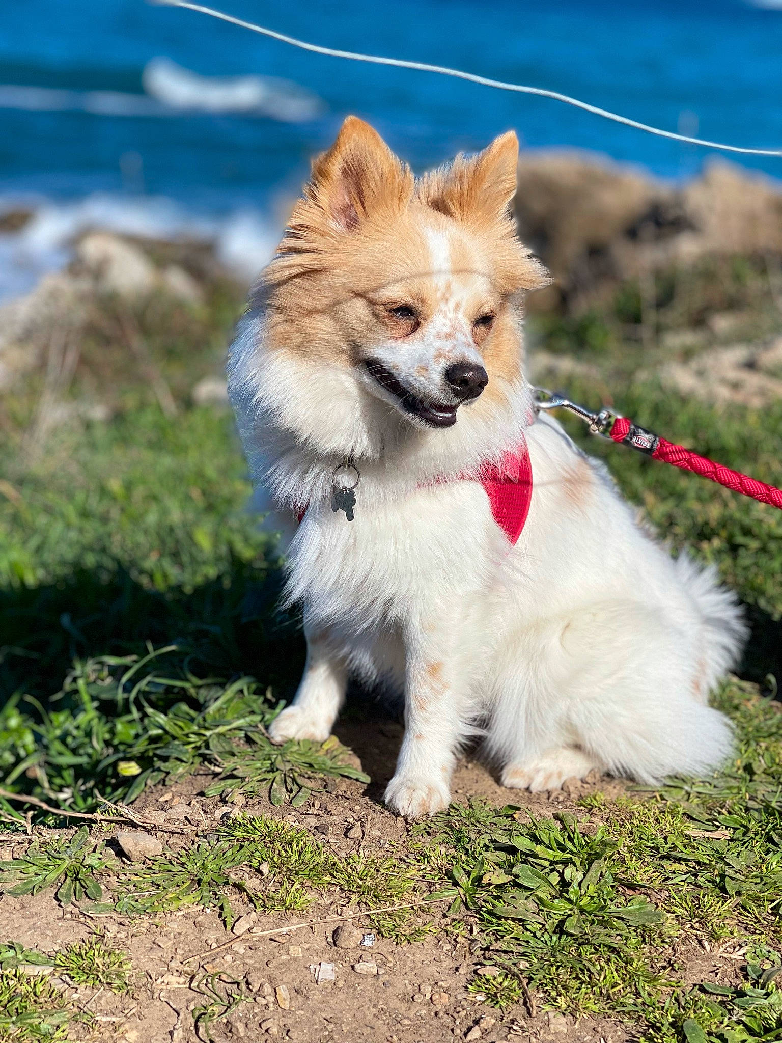 Aïka participe au concours pour gagner de l'argent avec cette photo : ancient_dog_breeds, canidae, carnivore, collar, companion_dog, dog, dog_breed, dog_supply, fawn, fur, grass, non_sporting_group, snout, spitz, sporting_group, terrestrial_animal, water, whiskers, working_dog