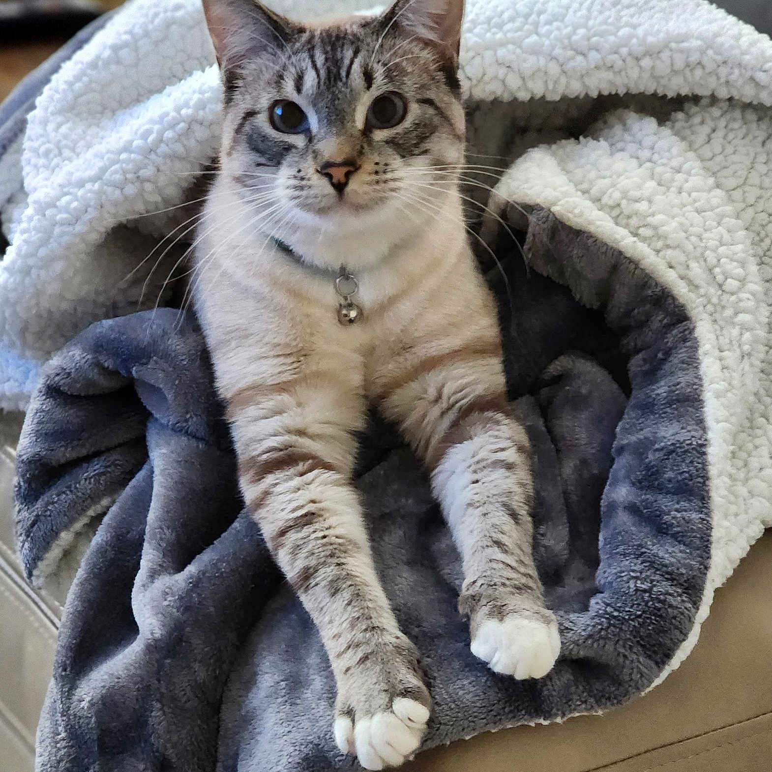 Griffin joined the competition — help win amazing prizes! abyssinian, animal, blanket, cat, clothing, couch, cushion, egyptiancat, fleece, furniture, homedecor, kitten, laundry, manx, pet, quilt, towel