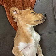 Finn is registered to the contest to win money with this photo: puppy, dog, sleeping, couch, blanket, brown, white, fur, pet, cozy, resting, indoors, cute, nap, animal, young, relaxed, soft, furry, side_view