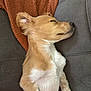 puppy, dog, sleeping, couch, blanket, brown, white, fur, pet, cozy, resting, indoors, cute, nap, animal, young, relaxed, soft, furry, side_view