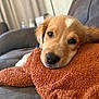 puppy, dog, close_up, blanket, orange_blanket, couch, resting, cute, fur, pet, indoor, cozy, young_dog, home, relaxing, soft_texture, brown_fur, black_nose, sleepy, animal