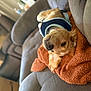 dog, golden_retriever, puppy, blanket, couch, upside_down, relaxed, indoor, pet, fur, snuggled, soft, home, comfortable, resting, living_room, cute, animal, cozy, sleepy