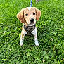 puppy, dog, grass, leash, outdoor, greenery, pet, canine, young_dog, camouflage_harness, nature, field, animal, cute, sitting, person, shoes, legs, daylight, playful