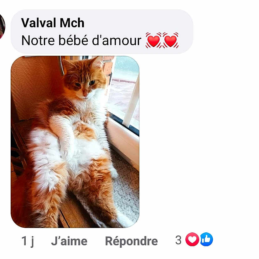 Mousse