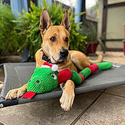 Frankie is registered to the contest to win money with this photo: dog, pet, toy, knitted_toy, snake_toy, outdoor, patio, greenery, relaxed, lounge, raised_bed, brown_dog, tan_dog, ears_up, collar, floor, tile, summer, holiday_toy, festive