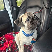 Rocky joined the competition — help win amazing prizes! dog, pug, puppy, pet, animal, car_interior, leather_seat, blanket, blue_collar, cute, small_dog, indoor, vehicle, looking_up, sitting, young_dog, companion, adorable, fur, closeup