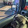 Rocky joined the competition — help win amazing prizes! dog, puppy, car_interior, drive_thru, window, side_mirror, dashboard, rubber_duck, menu_board, outdoor, sunlight, person_arm, seat, leather, road, vehicle, waiting, pet, cute, companion