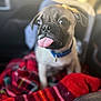Rocky joined the competition — help win amazing prizes! dog, pug, puppy, tongue_out, blanket, red, plaid, car_interior, seat, collar, pet, cute, animal, young, fur, ears, nose, whiskers, sunlight, cozy
