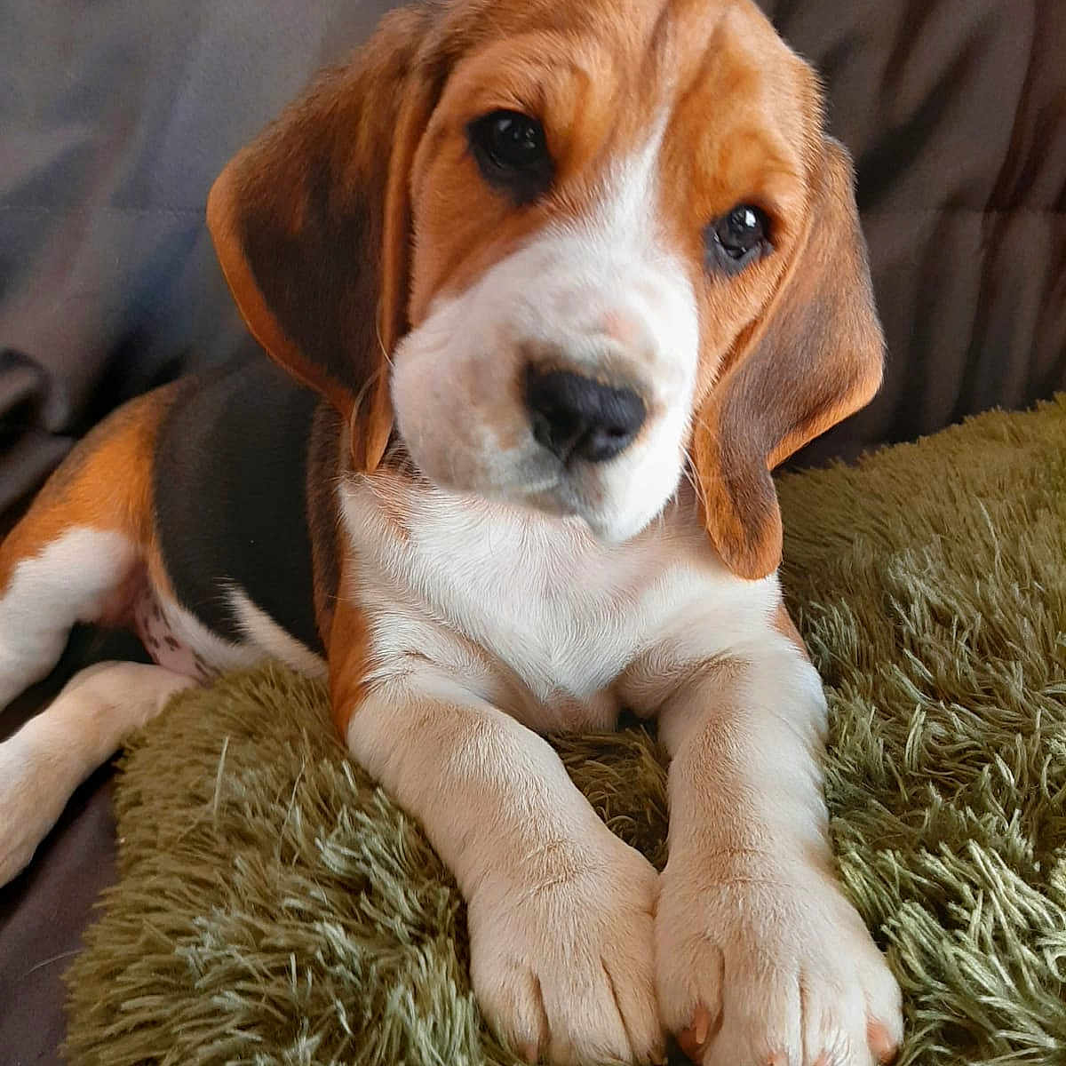 Toupie a rejoint le concours — aidez-le/la à gagner de superbes lots ! animal, beagle, blanket, canine, dog, hound, pet, puppy, snout