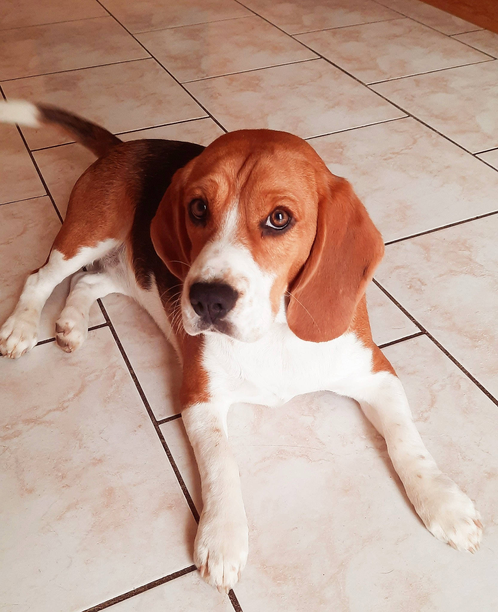 Toupie a rejoint le concours — aidez-le/la à gagner de superbes lots ! canidae, carnivore, companion_dog, dog, dog_breed, fawn, flooring, hardwood, hound, hunting_dog, liver, scent_hound, snout, sporting_group, terrestrial_animal, wood, working_animal