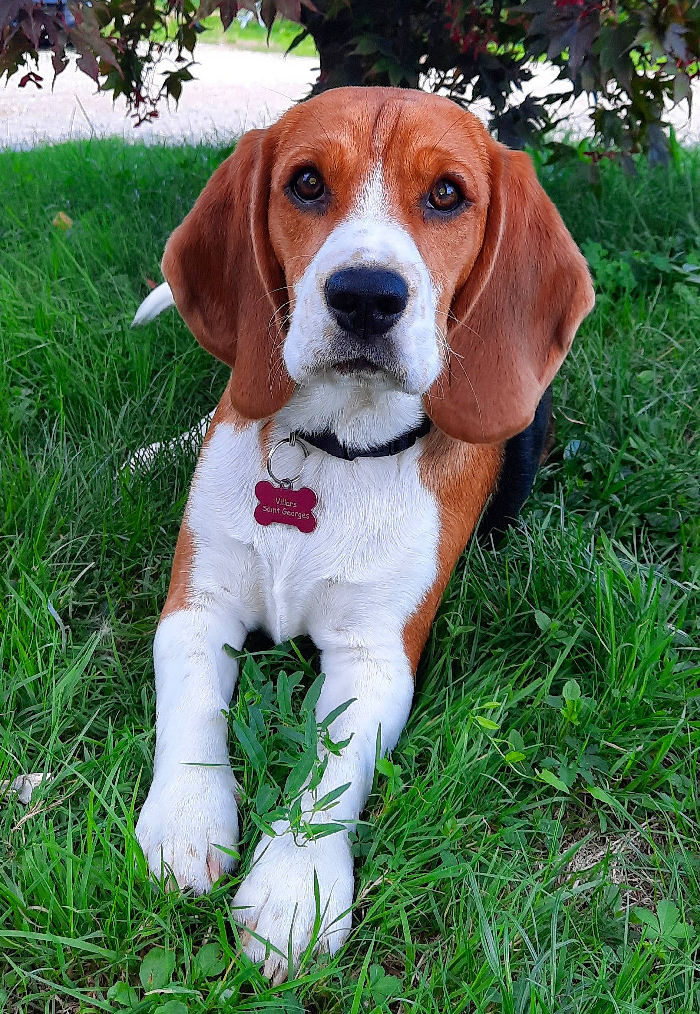 Toupie participe au concours pour gagner de l'argent avec cette photo : ball, canidae, carnivore, companion_dog, dog, dog_breed, fawn, grass, hound, hunting_dog, liver, plant, snout, sporting_group, terrestrial_animal, toy, working_animal