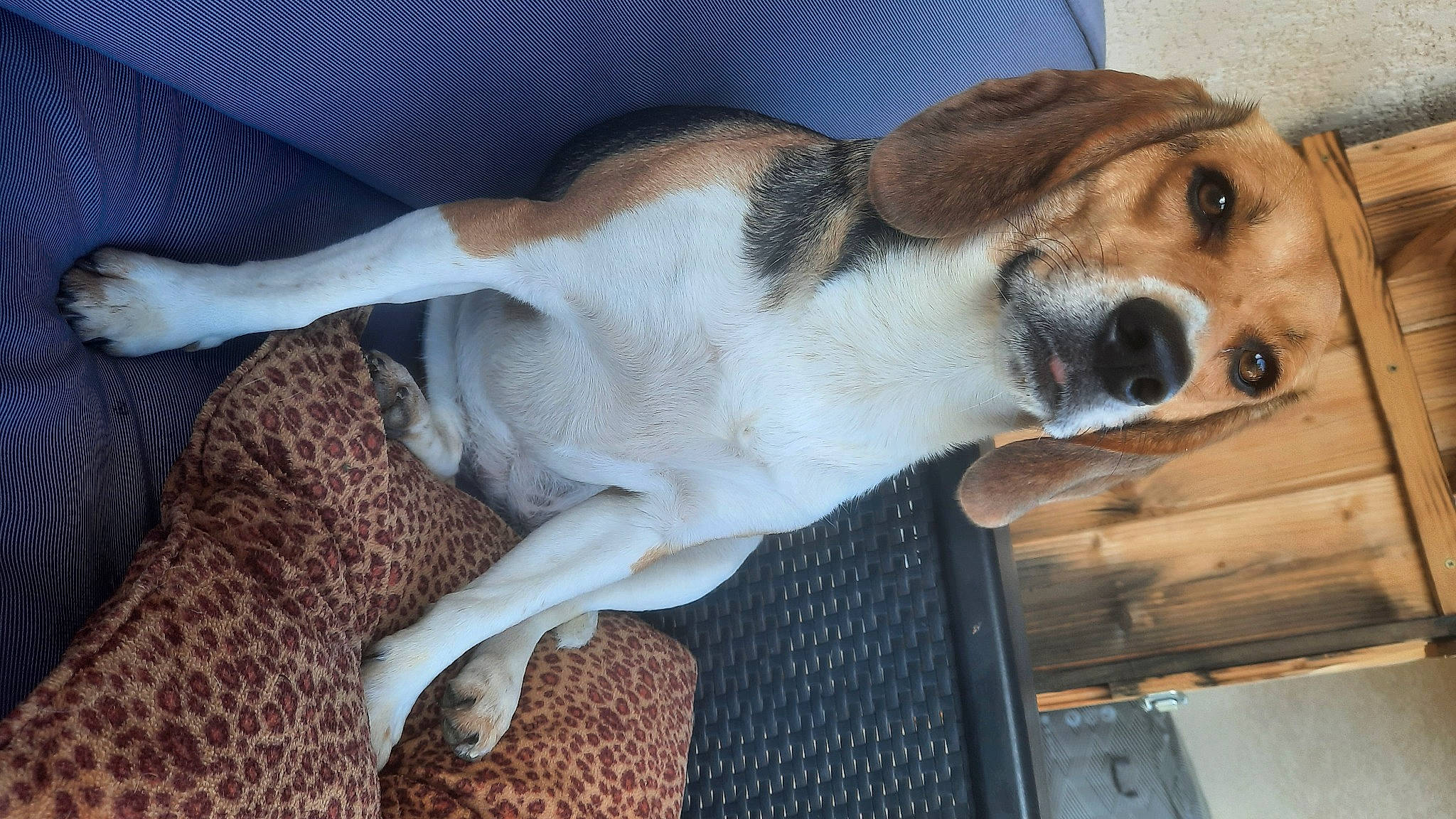 Nausicaa a rejoint le concours — aidez-le/la à gagner de superbes lots ! canidae, carnivore, collar, comfort, companion_dog, dog, dog_breed, fur, paw, scent_hound, sporting_group, whiskers, wood, working_animal, working_dog