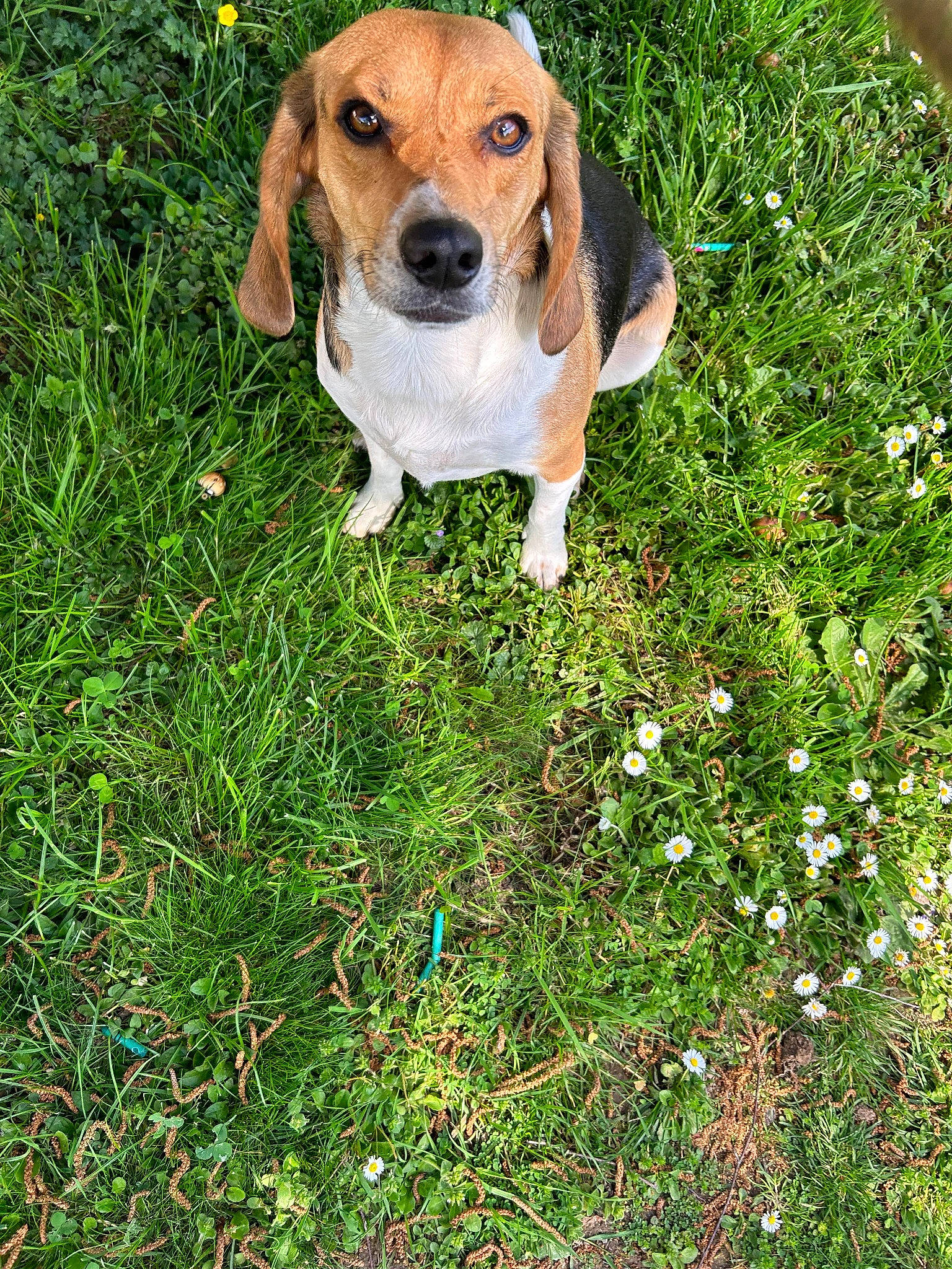 Nausicaa participe au concours pour gagner de l'argent avec cette photo : ball, canidae, carnivore, companion_dog, dog, dog_breed, fawn, flower, grass, grassland, groundcover, herbaceous_plant, hound, hunting_dog, pasture, people_in_nature, plant, prairie, sporting_group, terrestrial_animal