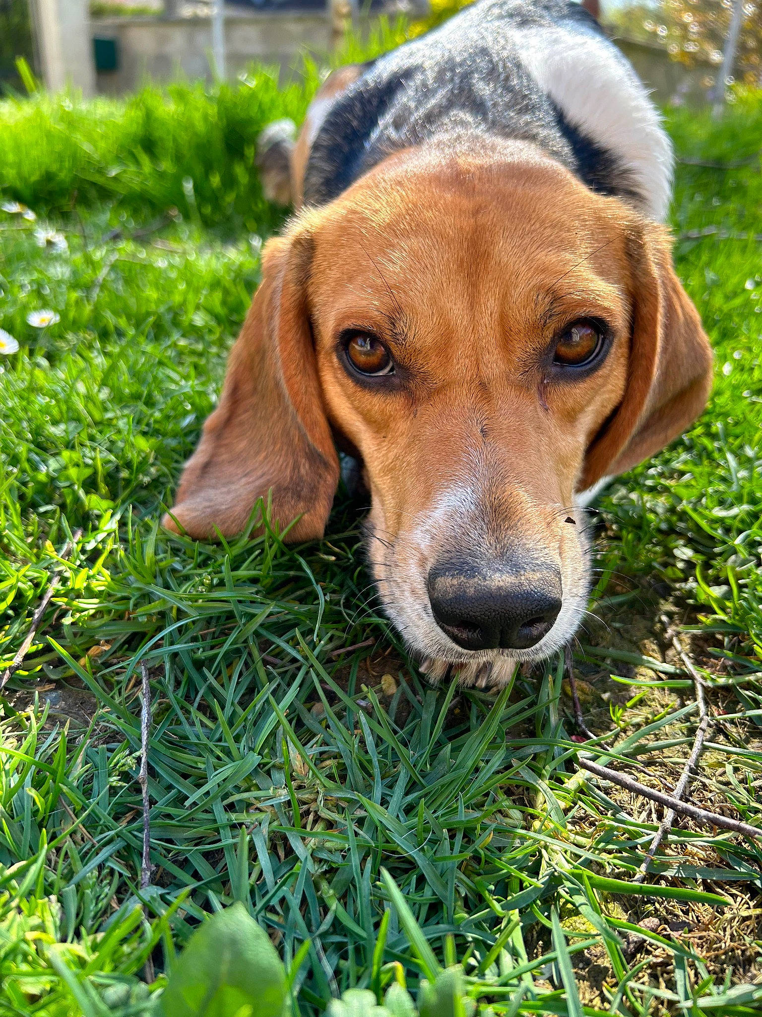 Nausicaa a rejoint le concours — aidez-le/la à gagner de superbes lots ! canidae, carnivore, companion_dog, dog, dog_breed, fawn, grass, groundcover, gun_dog, hound, hunting_dog, liver, plant, snout, sporting_group, terrestrial_animal, tree, whiskers, wildlife, working_animal