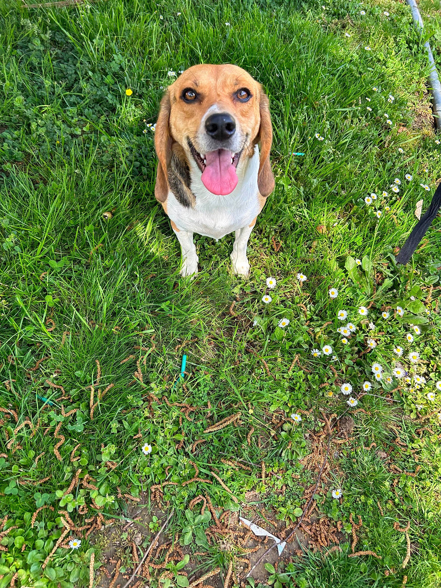 Nausicaa a rejoint le concours — aidez-le/la à gagner de superbes lots ! carnivore, companion_dog, dog, dog_breed, fawn, flower, flowering_plant, grass, grassland, groundcover, gun_dog, happy, herb, herbaceous_plant, meadow, pasture, people_in_nature, plant, prairie, tail
