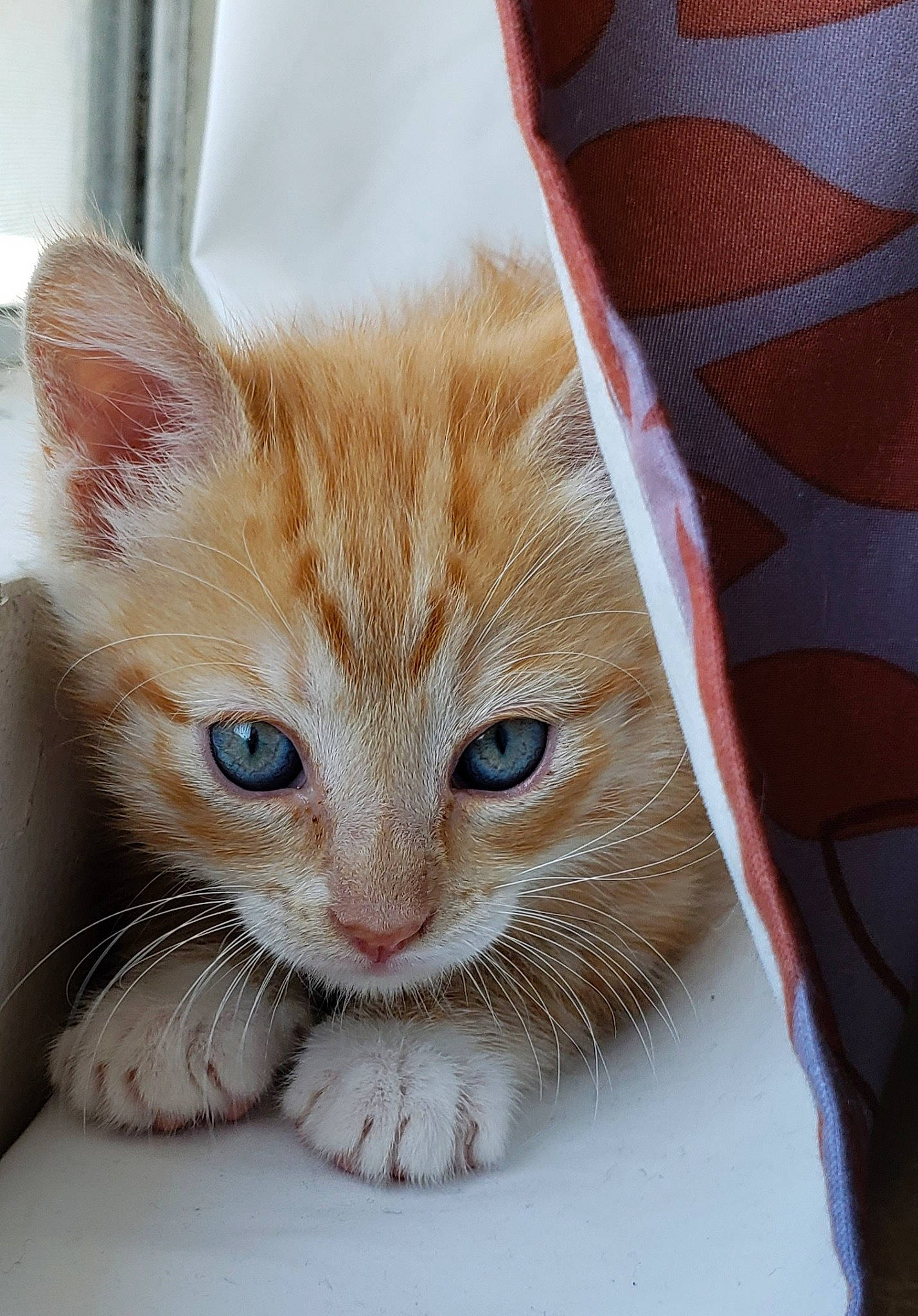 Cornelius joined the competition — help win amazing prizes! carnivore, cat, cat_supply, claw, comfort, domestic_short_haired_cat, eye, fawn, felidae, fur, linens, paw, pet_supply, sitting, small_to_medium_sized_cats, snout, tail, textile, whiskers, window