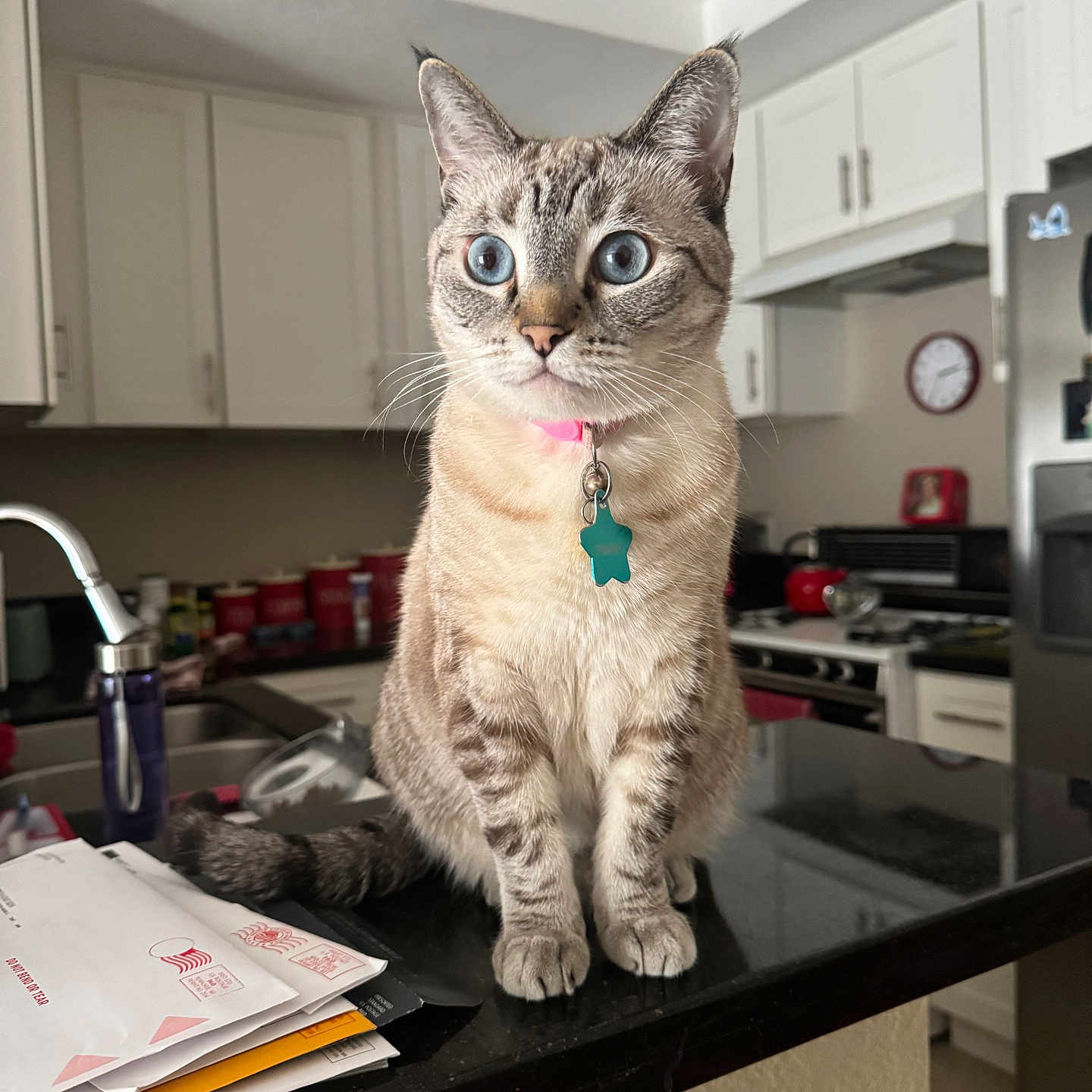 Tirzah is registered to the contest to win money with this photo: appliances, blue_eyes, cat, collar, countertop, curious, domestic, domestic_animal, envelope, eye_contact, feline, fur, household, indoor, kitchen, pet, sink, sitting, tag, whiskers