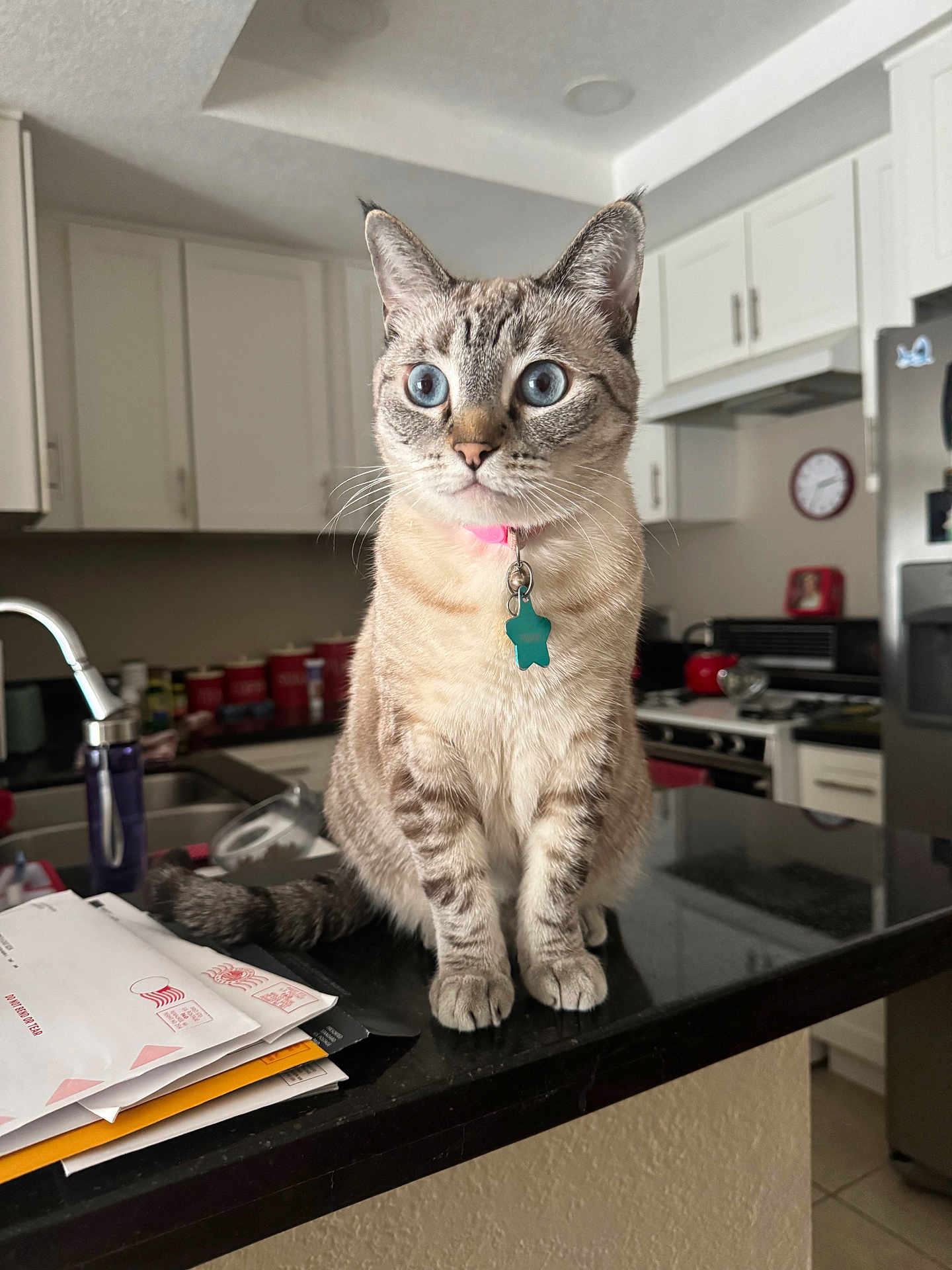 Tirzah is registered to the contest to win money with this photo: cat, blue_eyes, pet, indoor, kitchen, countertop, feline, domestic_animal, fur, whiskers, collar, tag, appliances, sink, envelope, household, curious, sitting, domestic, eye_contact