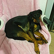 Ben a rejoint le concours — aidez-le/la à gagner de superbes lots ! animal, black_and_tan, canine, chair, comfort, companion, cozy, cute, dog, domestic, friendly, fur, indoor, lounge, paws, pet, pink_blanket, relaxed, resting, wooden_floor