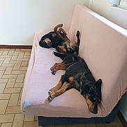 Tara participe au concours pour gagner de l'argent avec cette photo : animal, couch, cozy, dog, domestic, floor, furniture, indoor, laying_down, light, paws_up, pet, pink_cover, quiet, relaxed, resting, sleeping, tile, two_dogs, window