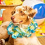 dog, flower_lei, pet, indoor, party, decorations, colorful, relaxed, laying_down, fur, brown_and_white, close_up, animal, celebration, happy, cute, muzzle, ears, background_blur, mat