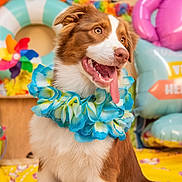 Angele a rejoint le concours — aidez-le/la à gagner de superbes lots ! dog, brown_and_white, flower_lei, tongue_out, sitting, indoor, balloon, colorful, party, celebration, decorations, happy, pet, close_up, festive, portrait, animal, cute, playful, leash