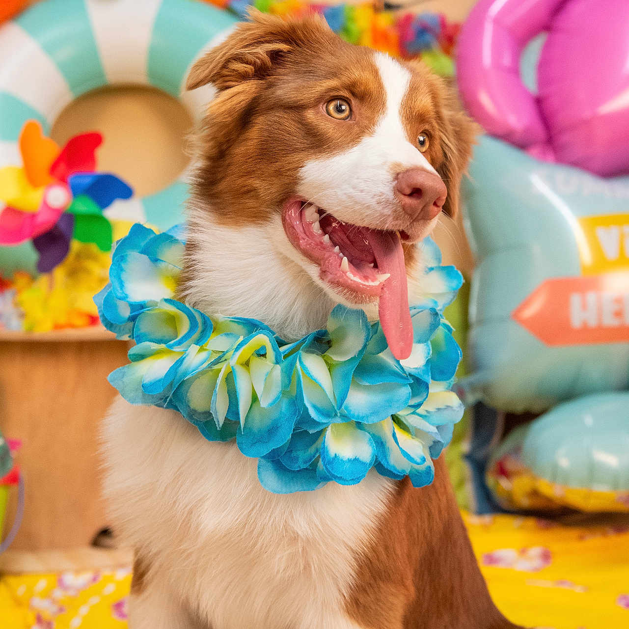 Angele a rejoint le concours — aidez-le/la à gagner de superbes lots ! animal, balloon, brown_and_white, celebration, close_up, colorful, cute, decorations, dog, festive, flower_lei, happy, indoor, leash, party, pet, playful, portrait, sitting, tongue_out