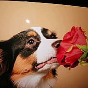 Stella participe au concours pour gagner de l'argent avec cette photo : dog, rose, flower, close_up, sniffing, pet, animal, fur, brown, black, white, nose, ears, portrait, cute, soft_light, background, nature, adorable, fluffy
