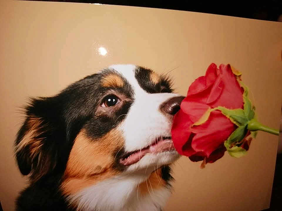Stella