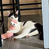 Alvin a rejoint le concours — aidez-le/la à gagner de superbes lots ! cat, kitten, black_and_white, white_fur, black_fur, pink_toy, plush_toy, stuffed_animal, playing, lying_down, indoor, tiled_floor, chair, furniture, pet, whiskers, ears, tail, funny, photograph