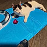 cat, kitten, black_and_white, lying_down, relaxed, pet, animal, feline, face, eyes, ears, whiskers, paws, blue_mat, toy, crumpled_ball, plastic_hoop, indoor, floor, home