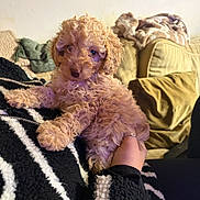 Dolly joined the competition — help win amazing prizes! puppy, dog, curly_fur, pet, couch, blanket, person, hand, sweater, striped_clothing, indoor, cozy, cute, furniture, living_room, lap, fur, animal, domestic_animal, young