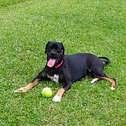 Rocky joined the competition — help win amazing prizes! animal, black_dog, canine, collar, dog, field, grass, green, happy, laying_down, nature, outdoor, panting, pet, playing, resting, summer, tan_markings, tennis_ball, tongue_out