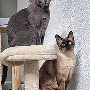 Perle Topaz a rejoint le concours — aidez-le/la à gagner de superbes lots ! animal, blue_eyes, cat, cat_tree, cats, domestic, ears, feline, framed_art, fur, gray_cat, home, indoor, looking, pet, siamese_cat, sitting, wall, whiskers, yellow_eyes