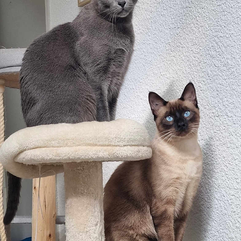 Perle Topaz a rejoint le concours — aidez-le/la à gagner de superbes lots ! animal, blue_eyes, cat, cat_tree, cats, domestic, ears, feline, framed_art, fur, gray_cat, home, indoor, looking, pet, siamese_cat, sitting, wall, whiskers, yellow_eyes