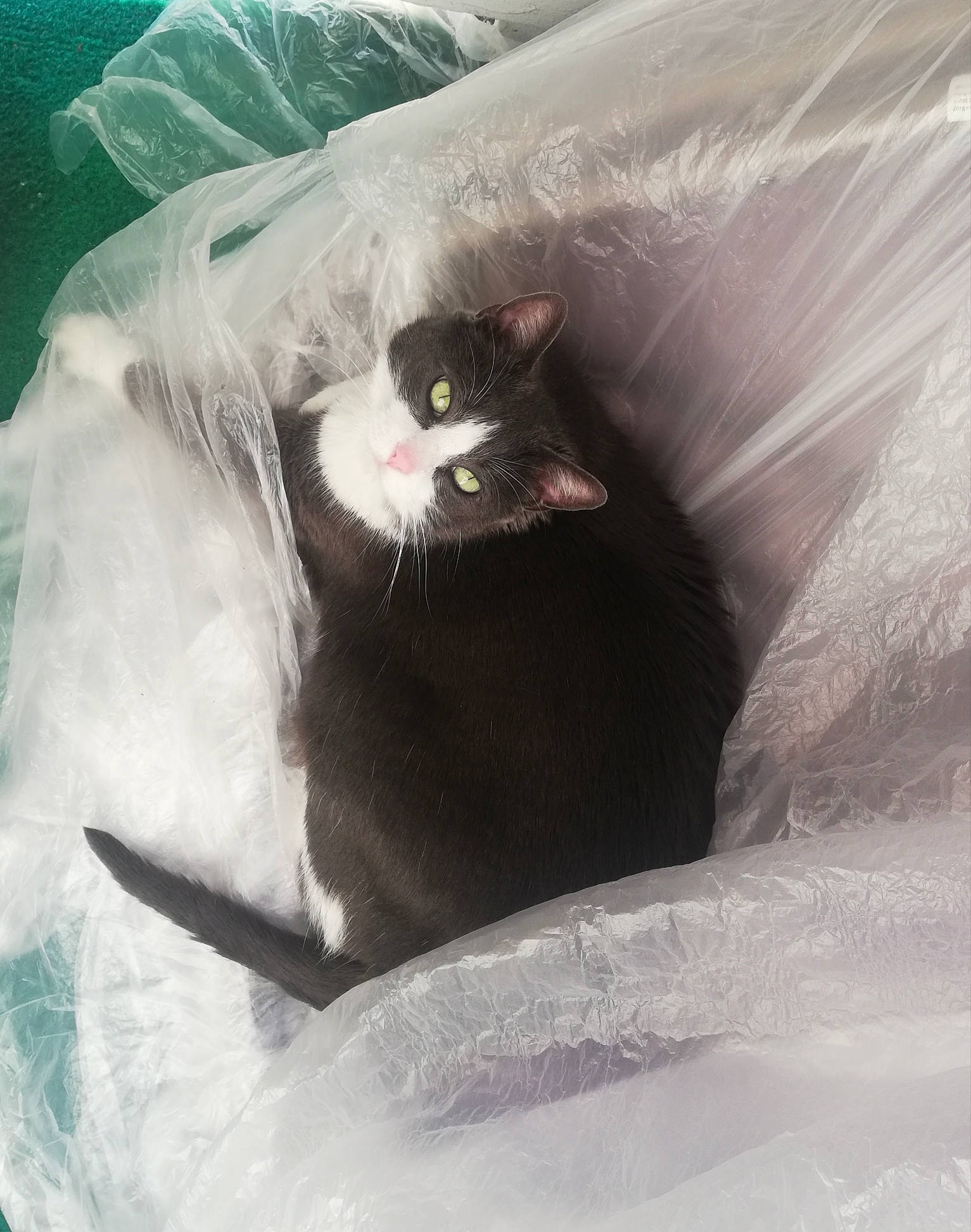 Kalyne participe au concours pour gagner de l'argent avec cette photo : carnivore, cat, cat_bed, cat_supply, comfort, domestic_short_haired_cat, felidae, fur, grey, sitting, small_to_medium_sized_cats, tail, whiskers, window