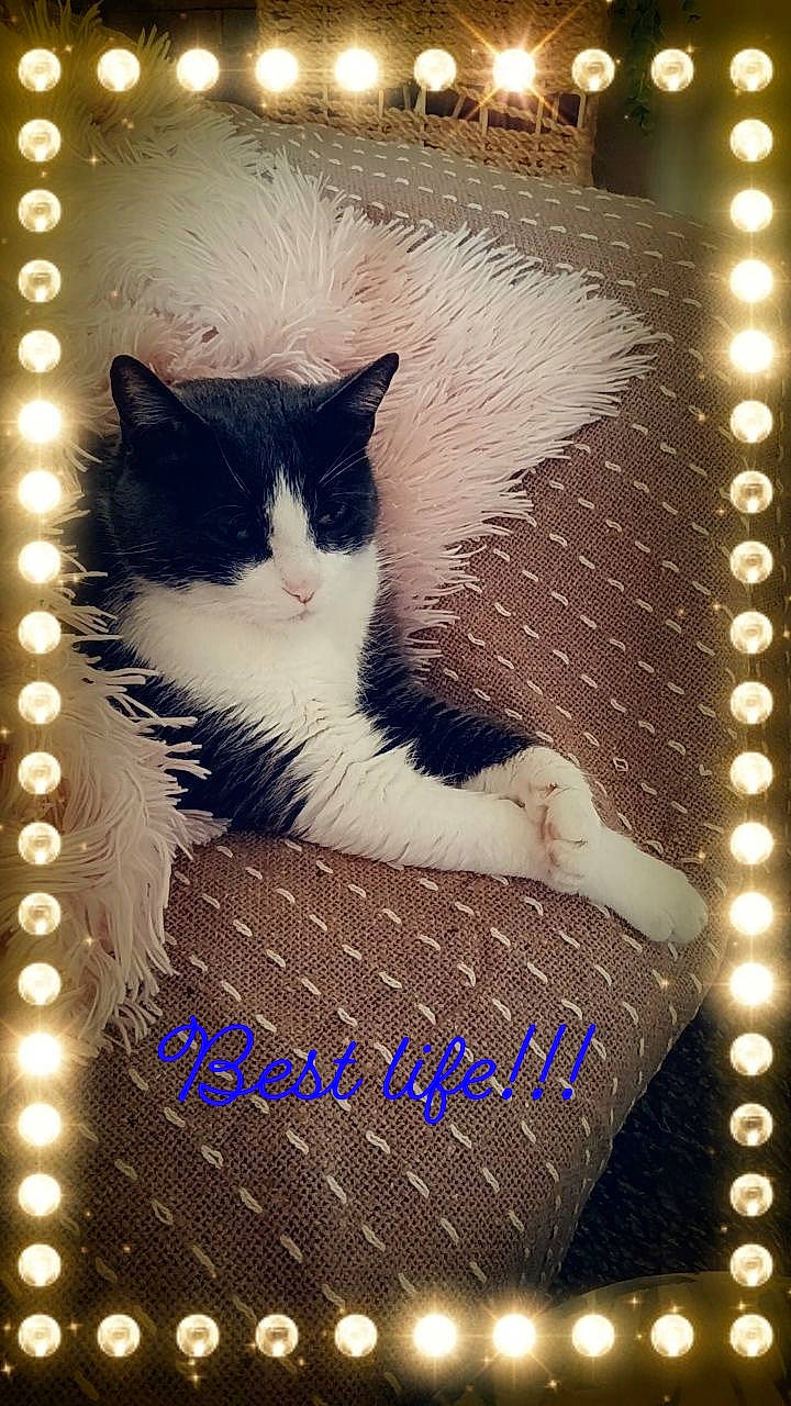 Kalyne a rejoint le concours — aidez-le/la à gagner de superbes lots ! art, carnivore, cat, domestic_short_haired_cat, electric_blue, felidae, font, fur, light, line, pattern, photo_caption, photograph, rectangle, small_to_medium_sized_cats, snapshot, snout, tail, whiskers, window