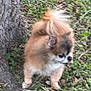 Glenn joined the competition — help win amazing prizes! animal, blurred, canine, cute, dog, ears, fluffy, fur, grass, green, leaves, mammal, nature, outdoor, pet, small_dog, standing, tail, tree, walking