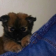 Glenn is registered to the contest to win money with this photo: animal, black_fur, blue_jeans, brown_fur, claws, closeup, cute, dog, ears, fur, indoor, jeans, looking, paw, pet, portrait, puppy, small, wall, young
