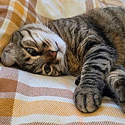 Titi participe au concours pour gagner de l'argent avec cette photo : cat, tabby, tabby_cat, pet, bed, blanket, plaid_pattern, striped_fur, paw, whiskers, green_eyes, cozy, indoor, resting, lying_down, close_up, portrait, fabric, bedding, relaxed