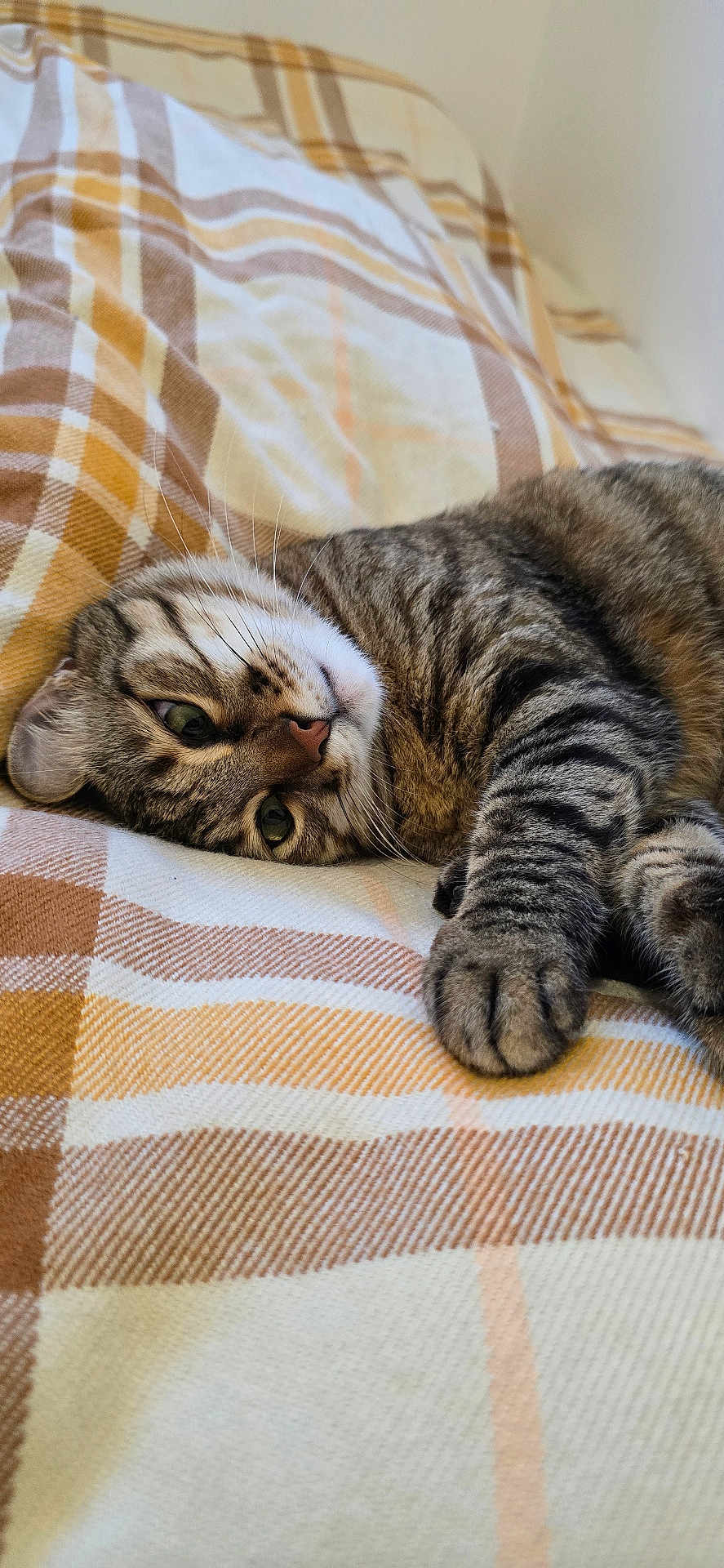 Titi participe au concours pour gagner de l'argent avec cette photo : cat, tabby, tabby_cat, pet, bed, blanket, plaid_pattern, striped_fur, paw, whiskers, green_eyes, cozy, indoor, resting, lying_down, close_up, portrait, fabric, bedding, relaxed