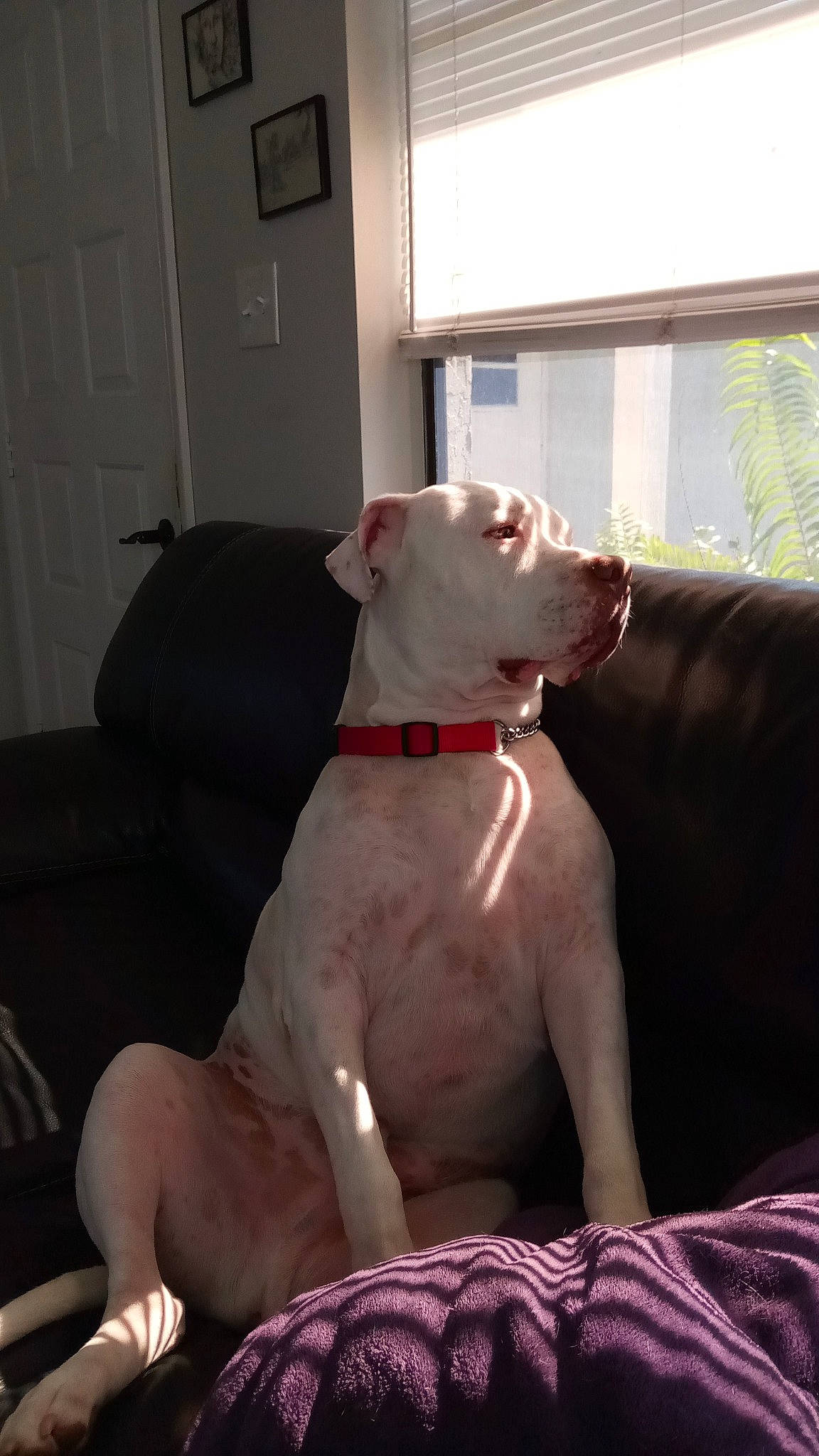 Ice is registered to the contest to win money with this photo: canidae, carnivore, collar, comfort, companion_dog, couch, dog, dog_breed, dog_collar, dog_supply, door, fawn, guard_dog, human_leg, pet_supply, snout, sporting_group, tail, window, working_animal