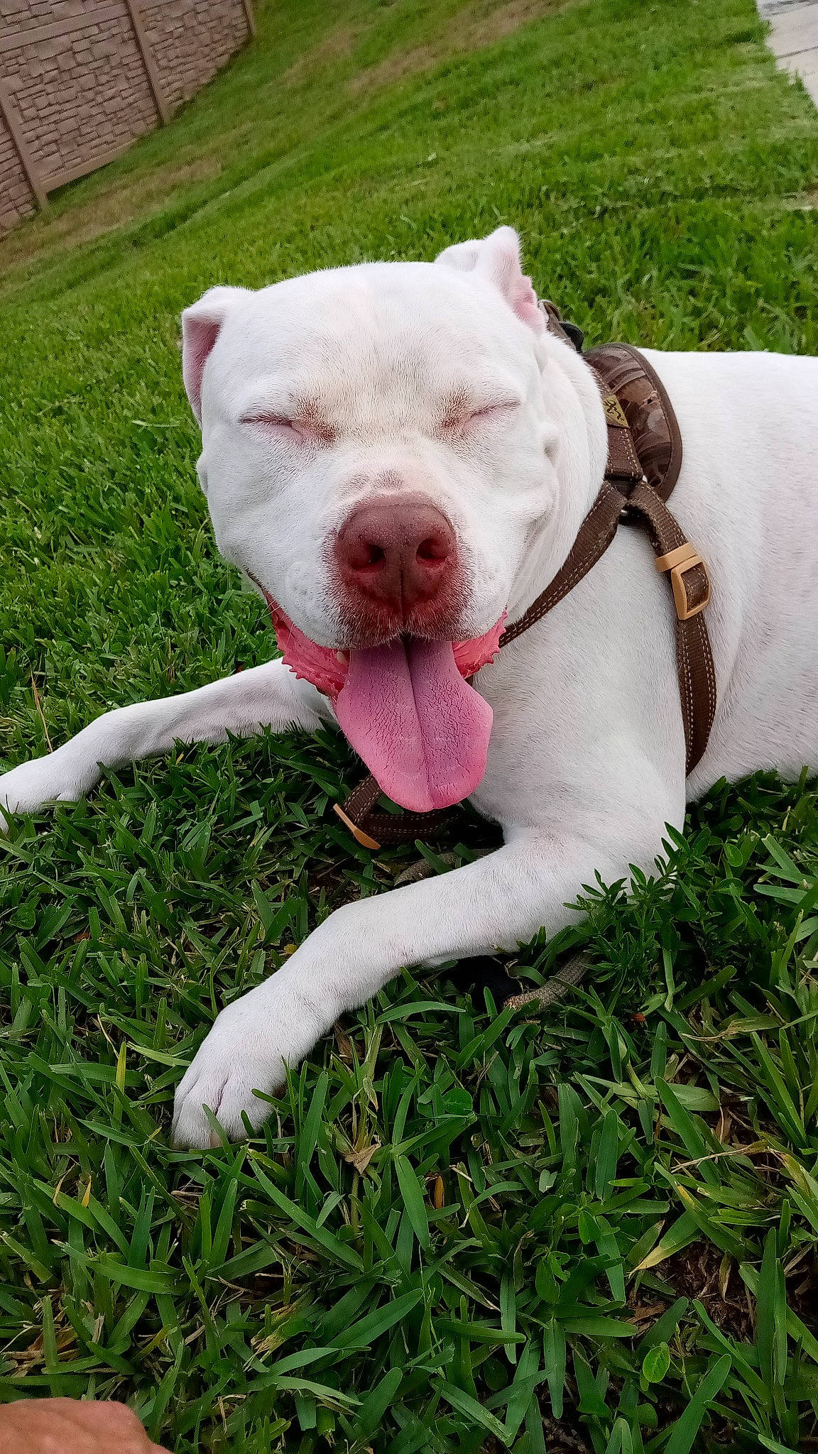 Ice is registered to the contest to win money with this photo: canidae, carnivore, collar, companion_dog, dog, dog_breed, dog_collar, fashion_accessory, fawn, grass, grassland, leash, livestock, plant, snout, sporting_group, tail, terrestrial_animal, whiskers, working_animal