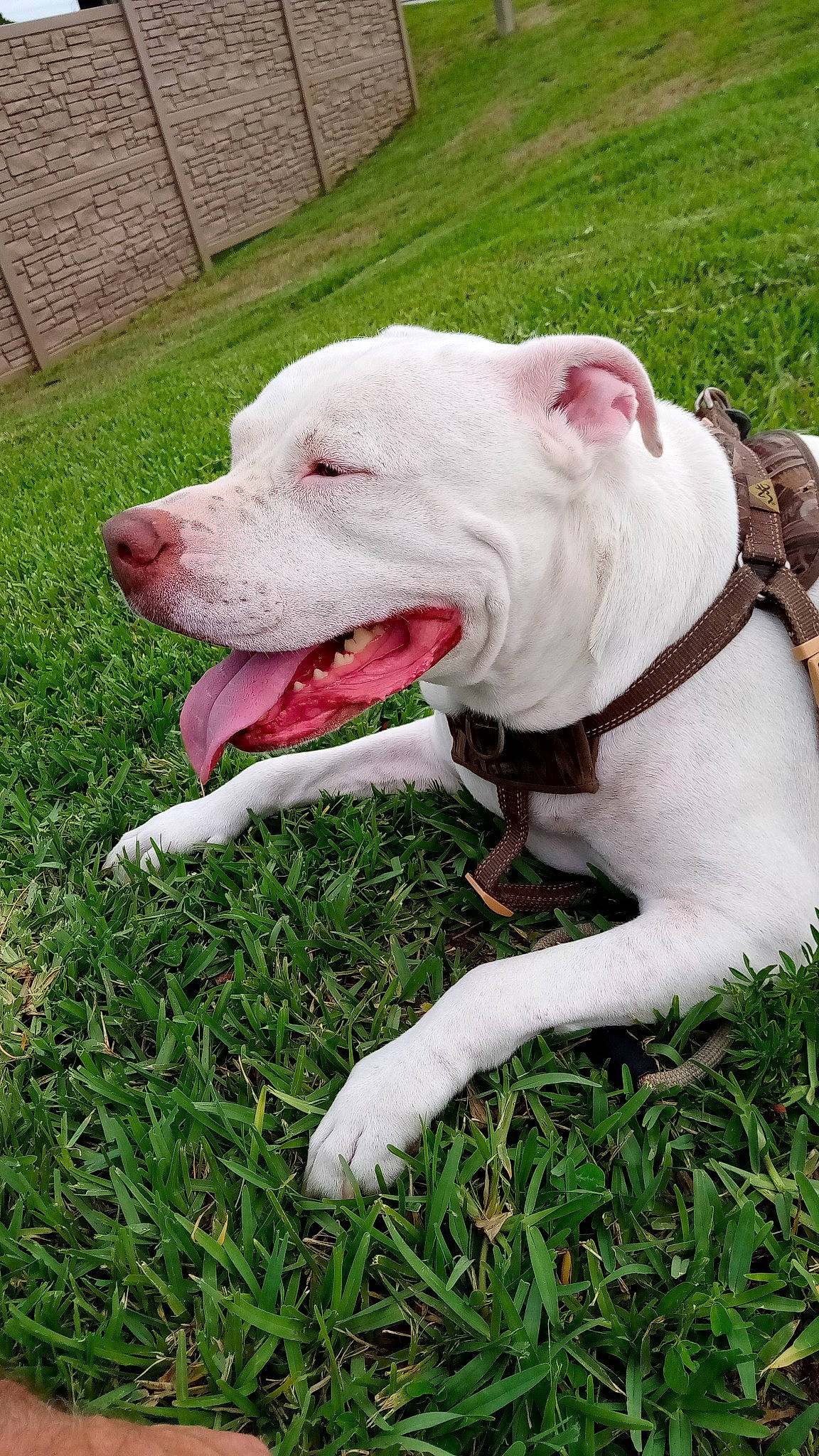 Ice is registered to the contest to win money with this photo: canidae, carnivore, collar, companion_dog, dog, dog_breed, dog_collar, dog_supply, dogo_guatemalteco, fashion_accessory, fawn, grass, leash, pet_supply, plant, snout, sporting_group, whiskers, working_animal, working_dog