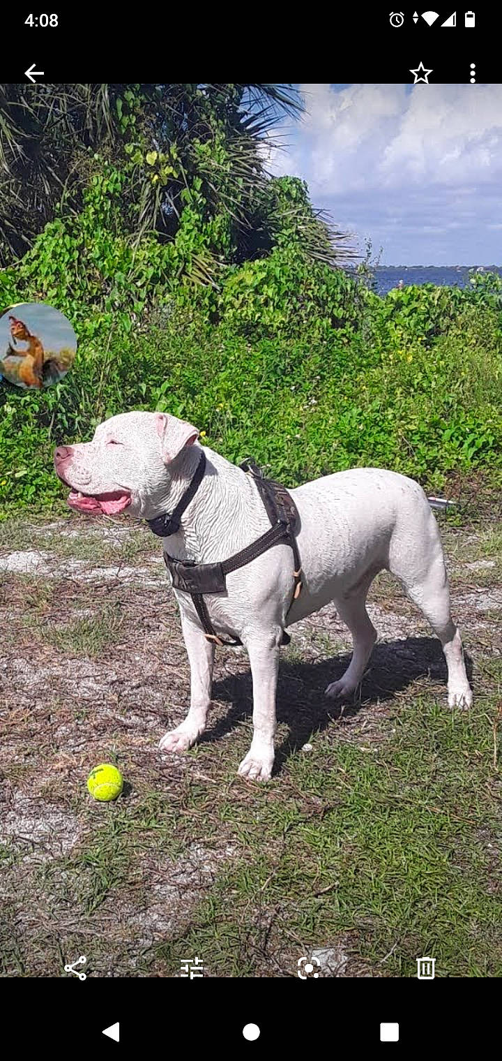 Ice joined the competition — help win amazing prizes! ball, carnivore, cloud, collar, companion_dog, dog, dog_breed, dog_collar, dog_supply, fawn, grass, leash, pet_supply, plant, sky, snout, sports_equipment, tail, tennis_ball, working_animal